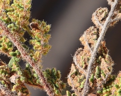 Cheilanthes hirta hirta