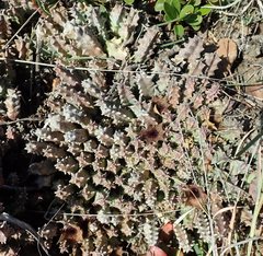 Huernia barbata barbata