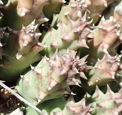 Huernia barbata barbata