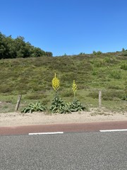 Verbascum speciosum