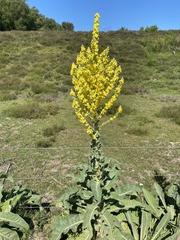 Verbascum speciosum