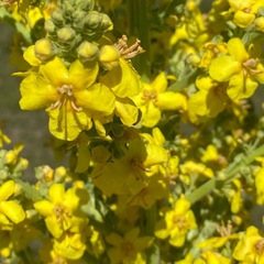Verbascum speciosum