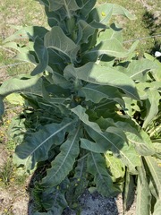 Verbascum speciosum