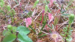 Exobasidium oxycocci