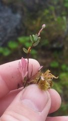 Exobasidium oxycocci