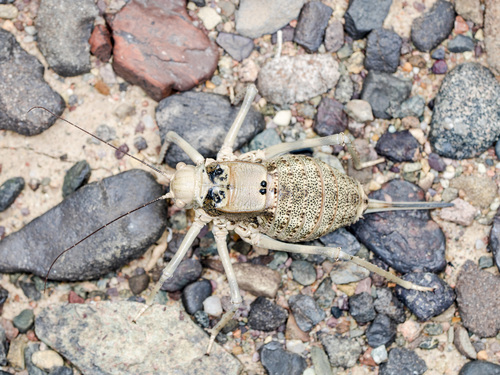 Damalacantha