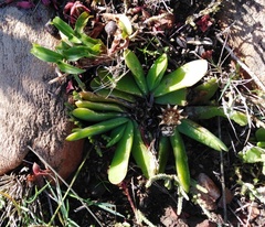 Glottiphyllum longum