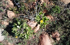 Glottiphyllum longum