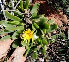 Glottiphyllum longum