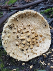 Amanita pyramidifera