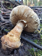 Amanita pyramidifera