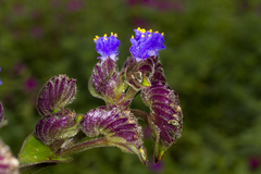 Cyanotis tuberosa