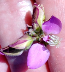 Polygala pubiflora