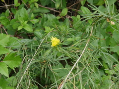 Oenothera berlandieri