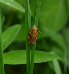 Pandemis cinnamomeana