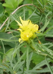 Oenothera berlandieri