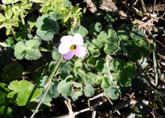 Oxalis imbricata