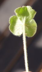 Oxalis imbricata