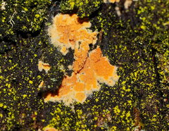 Gloeoporellus merulinus