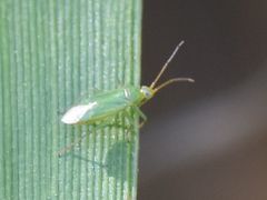 Orthotylus marginalis