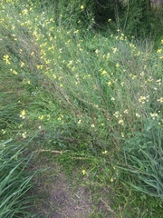 Brassica fruticulosa