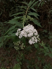 Spiraea formosana