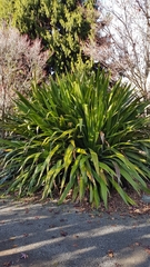 Doryanthes