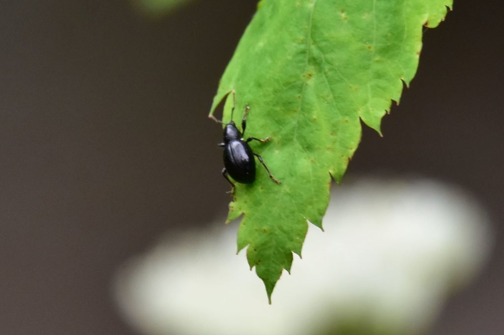Otiorhynchus politus