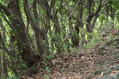 Quercus phillyreoides