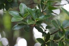 Quercus phillyreoides