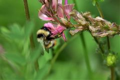 Bombus sichelii
