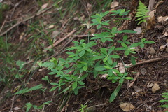 Daphne pseudomezereum