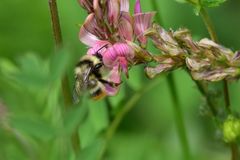 Bombus sichelii