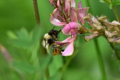 Bombus sichelii