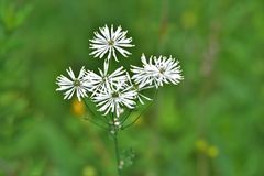 Thalictrum petaloideum