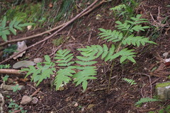 Osmunda japonica