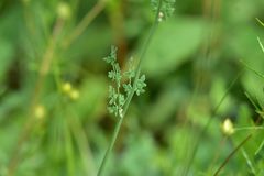 Thalictrum petaloideum
