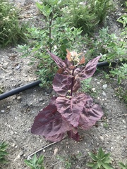 Atriplex hortensis