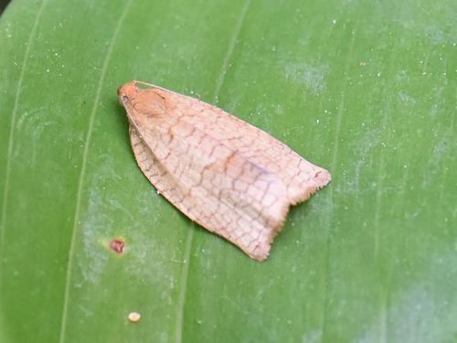 Rose Tortrix Moth, Groesbeek, Nederland, photo 9 of 10