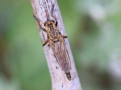 Eutolmus rufibarbis