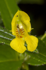 Impatiens dalzellii