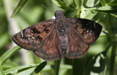 Erynnis meridianus