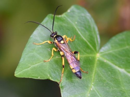 Ichneumon xanthorius, Groesbeek, Nederland, photo 9 of 10