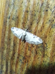 Eupithecia succenturiata