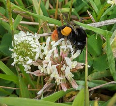 Bombus lapidarius