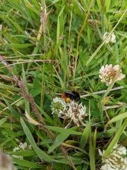 Bombus lapidarius