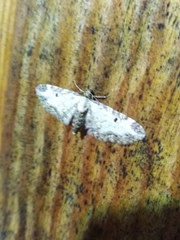 Eupithecia succenturiata