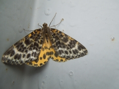 Arichanna melanaria