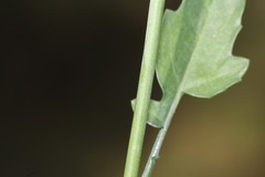 Brassica fruticulosa