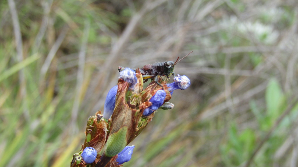 Timotes aliquantulus